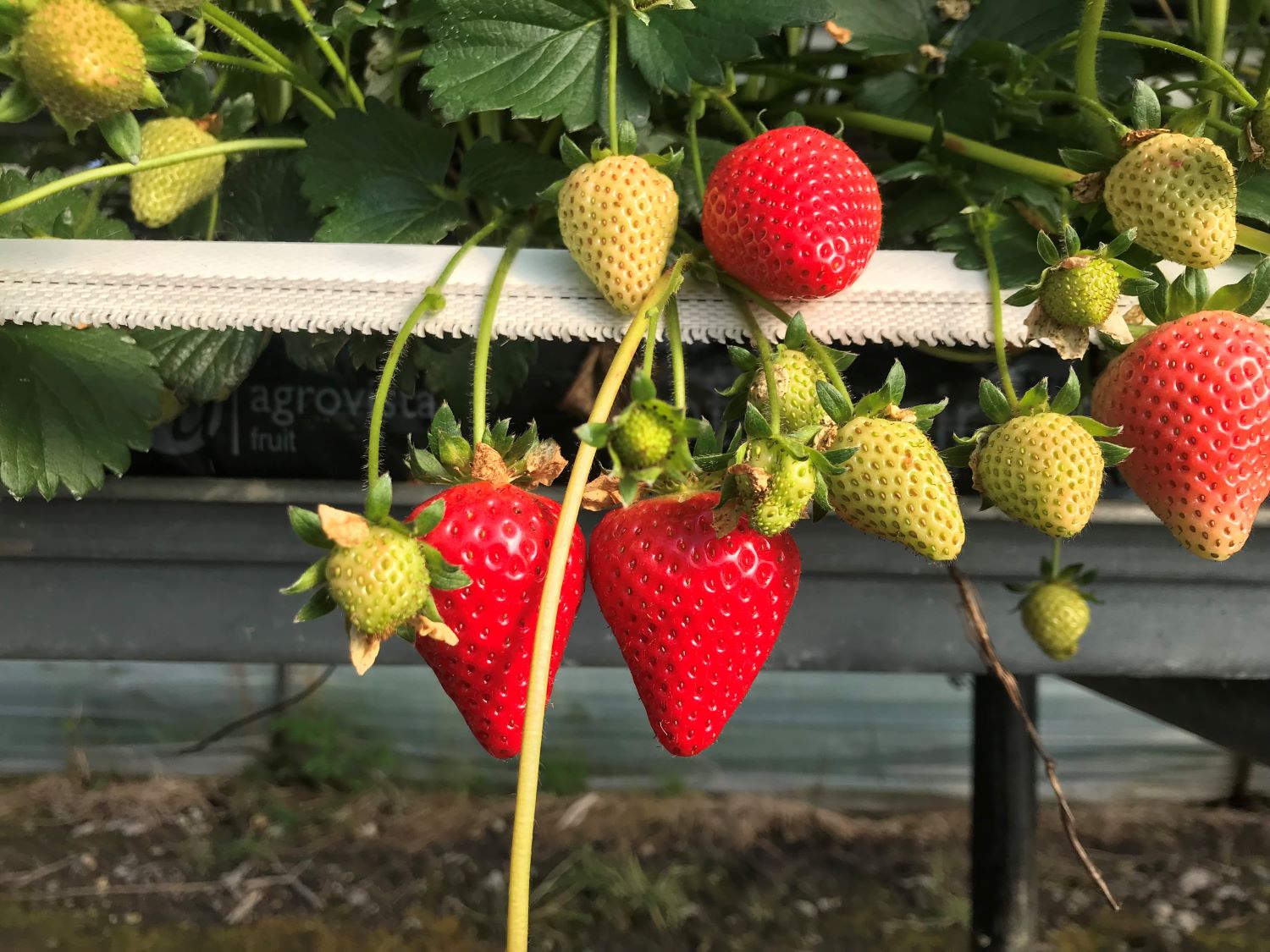 goodalls strawberries