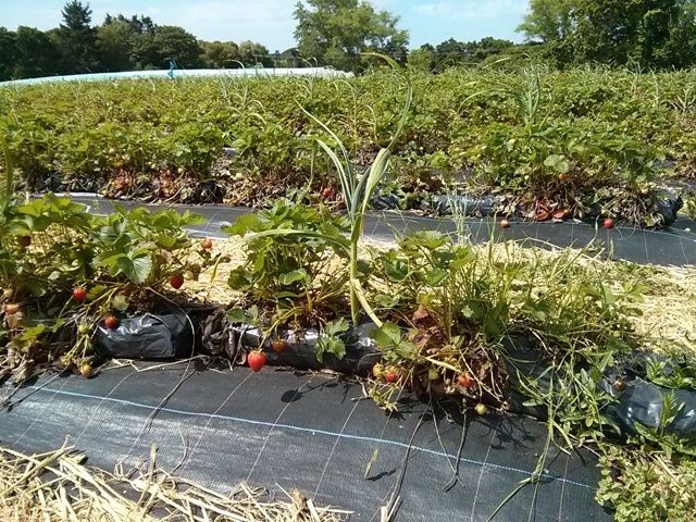 goodalls-strawberries-lymington-strawberries-and-garlic.jpg - 230.44 kb