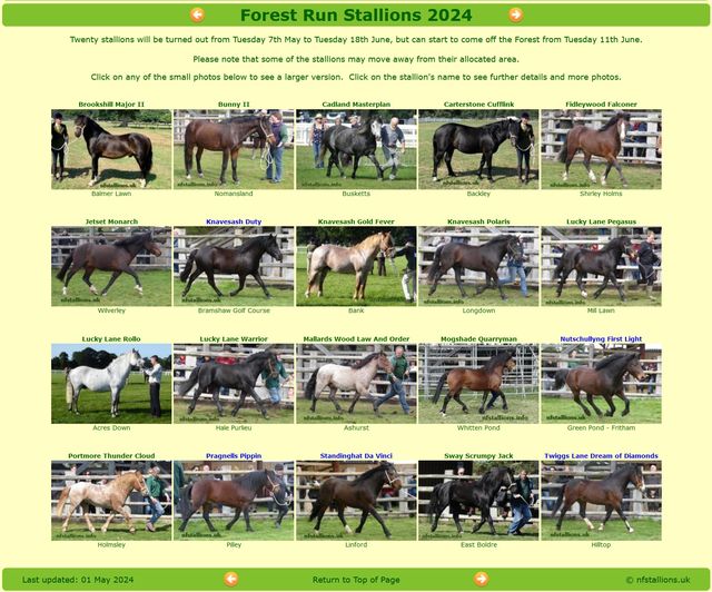 New forest stallions banner