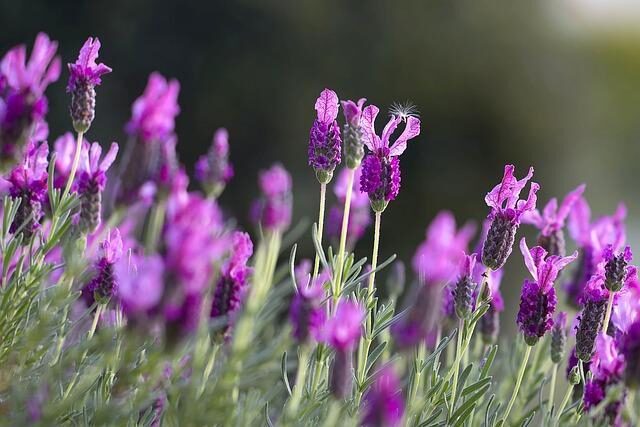 lavendar 