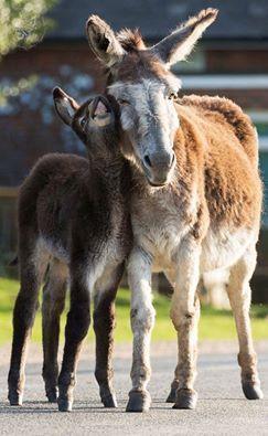 Donkeys are an enduring favourite feature of the New Forest