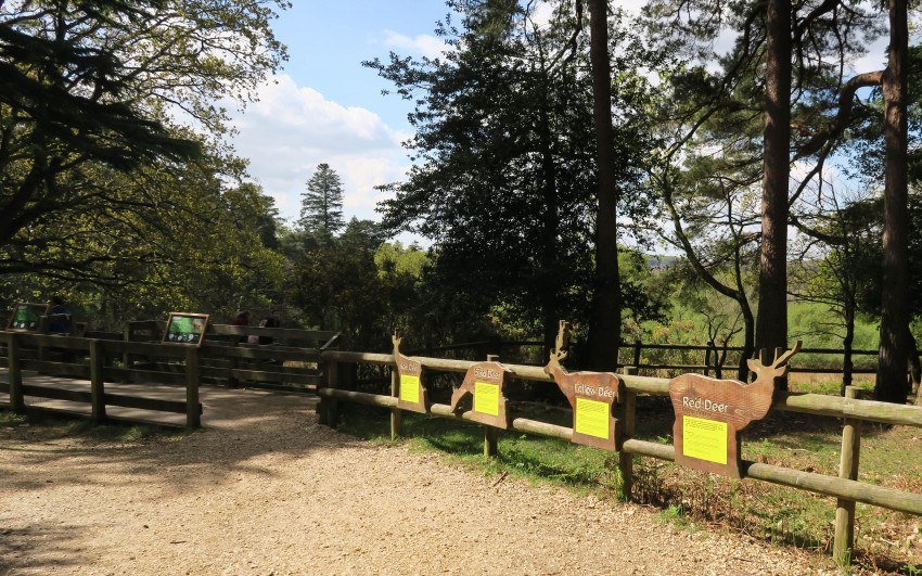 bolderwood new forest