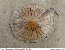 compass jellyfish