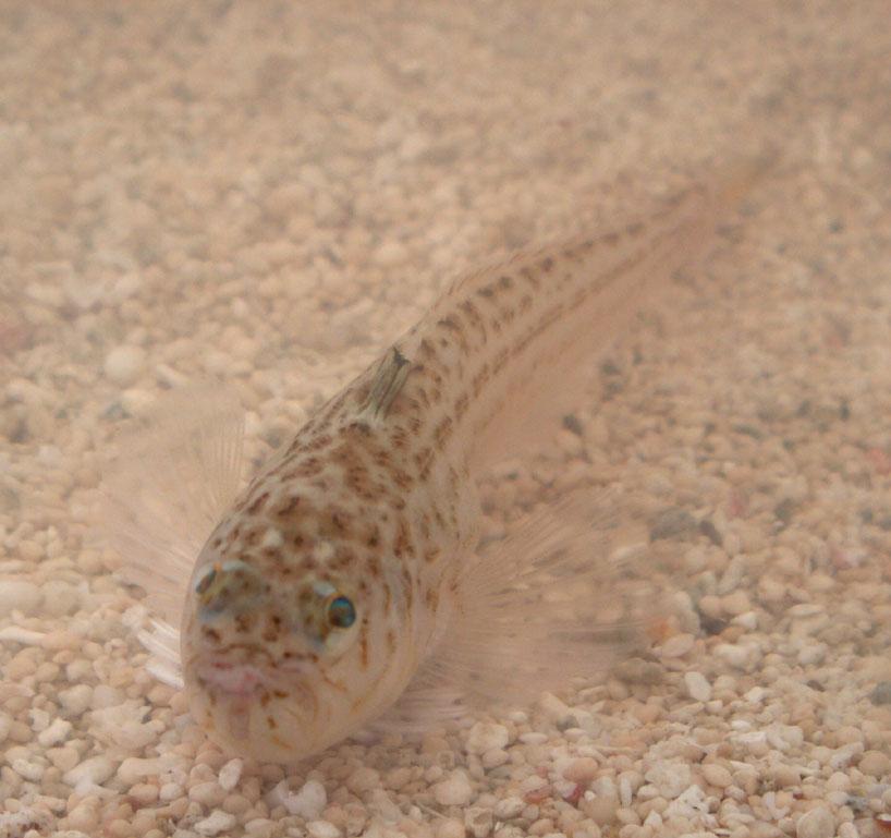lesser weaver fish