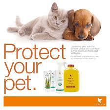 protect your pet with aloe vera