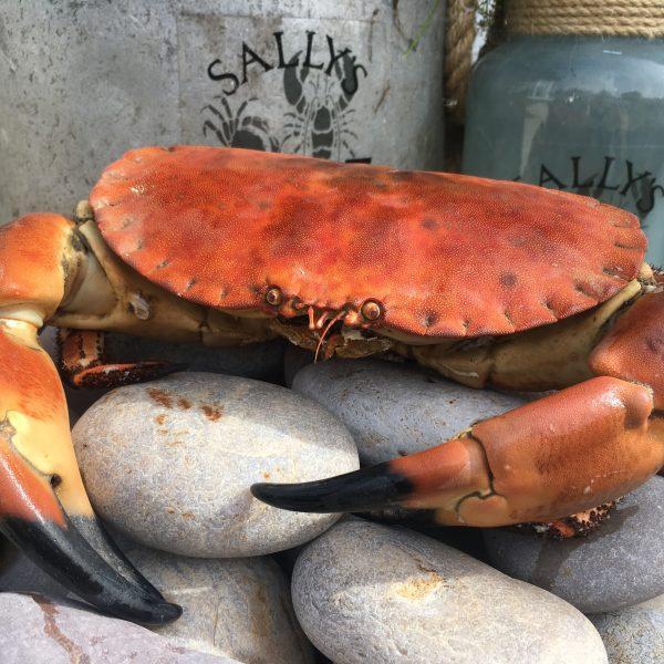 Crab at the Lymington Seafood Festival