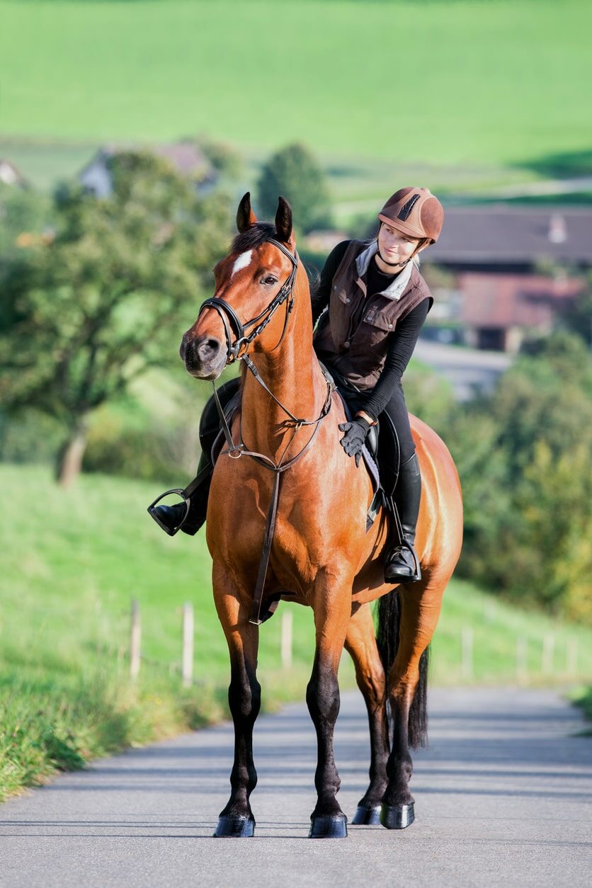 Horse and rider on road