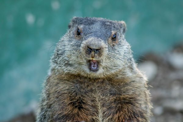 Groundhog Day in the New Forest with Station Financial 