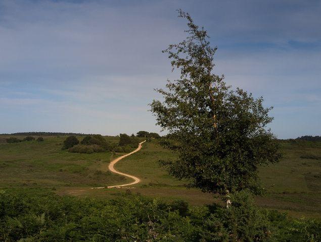 Waggon Lymington to Foresters Frogham driving route what you'll see en route