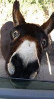 Stop road killings of New Forest donkeys and ponies