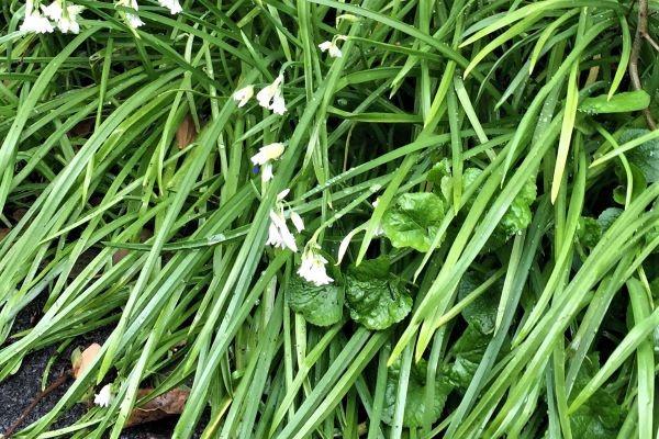 three cornered leek 