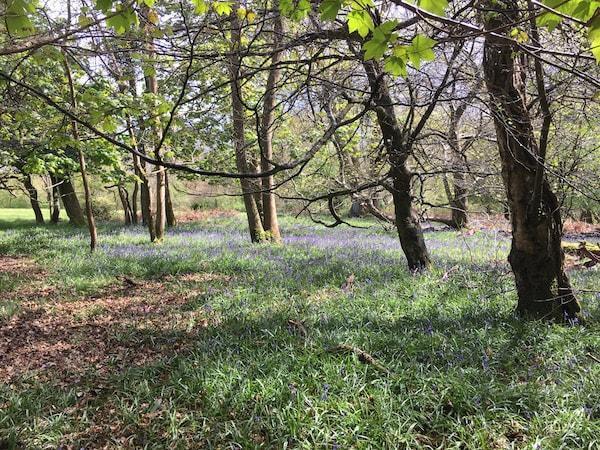 Royden Woods bluebells April18