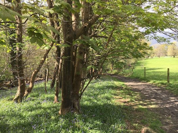 Royden Woods Bluebells April 2018