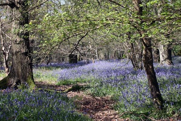 Where to find Bluebells near Lymington and the New Forest