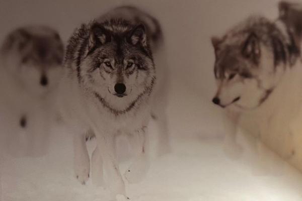 Pas au Loup holiday apartment Samoëns