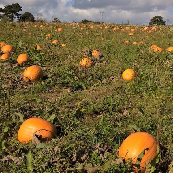 Pumpkins at Goodalls Pick-your-own Farm