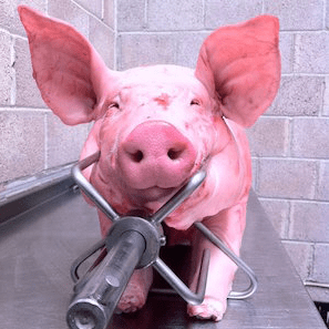 Hog and Lamb Spitroast Company