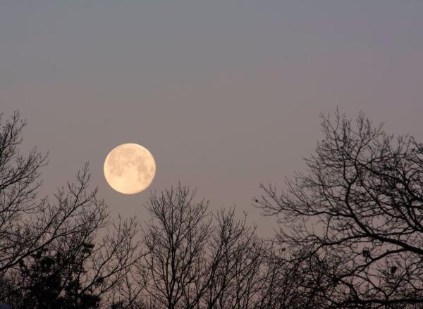 Sen Sound Sessions: Return to Centre with the Wolf Moon Sen Sound Sessions: Return to Centre with the Wolf Moon