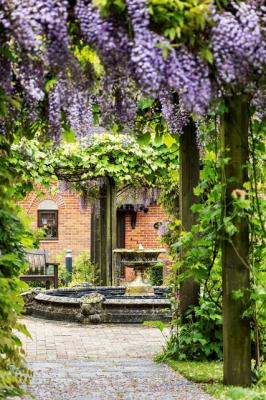 wisteria on arch in garden