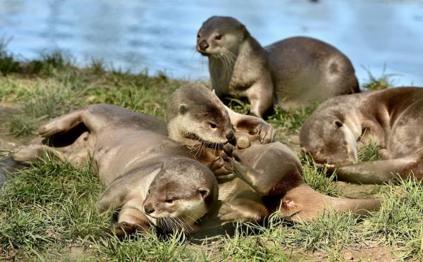 A Whole Lot of Otter Week