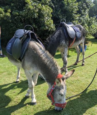 Donkey Days