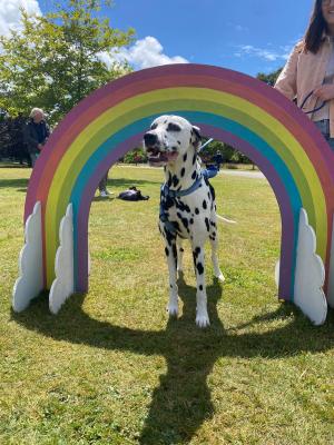 Devoted to Dogs Day