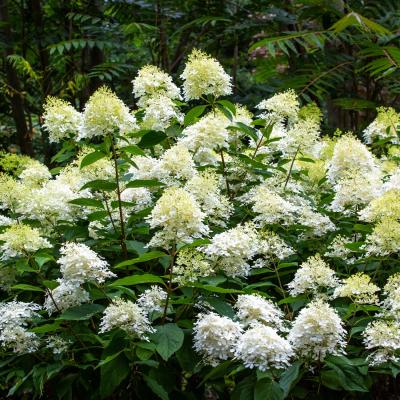 Seasonal Spotlight Tour – Hydrangeas