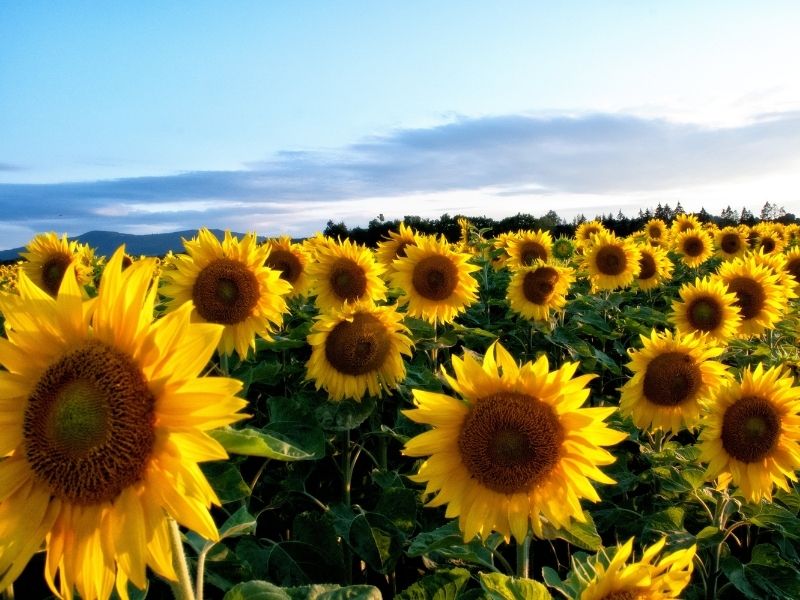 Maize Maze and PYO Sunflowers