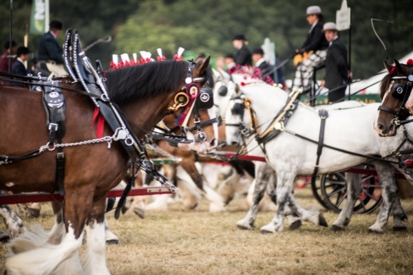 New Forest Show 2024
