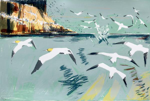 Gannets round the Bass