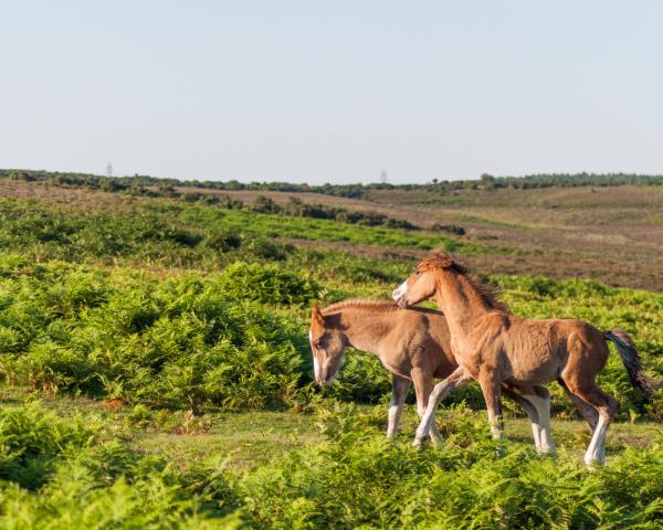 Careys Manor Hotel & SenSpa